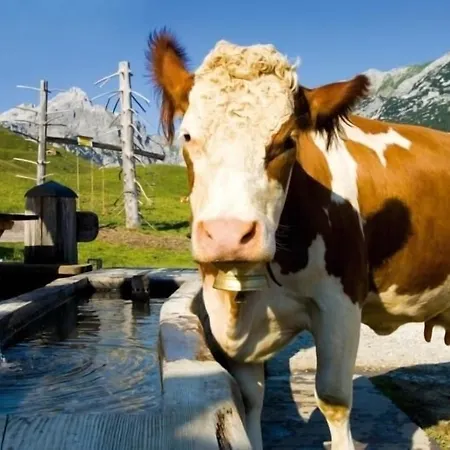 Отель Fischerwirt Waldspa 4*