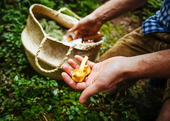 Hotel Fischerwirt Natur Waldspa Hotel Faistenau