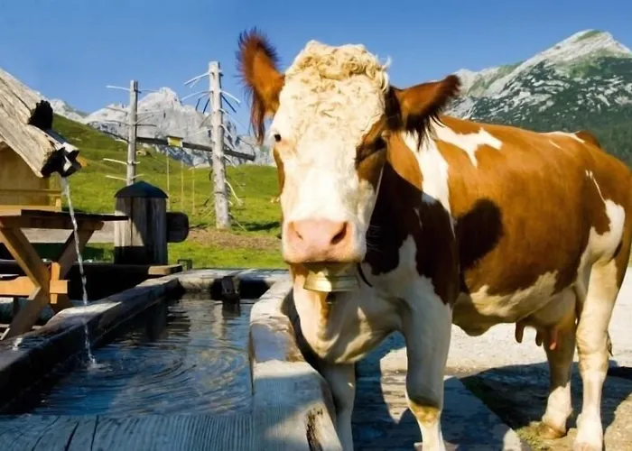 Hotel Hotel Fischerwirt Natur Waldspa 4*